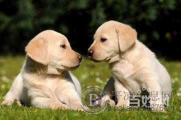 平凉自家犬舍骨量大毛色好拉布拉多幼犬宝宝